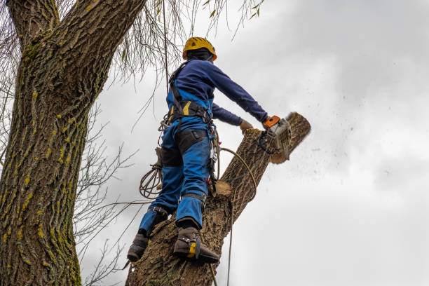 Best Tree Removal Near Me  in Hillsdale, MI